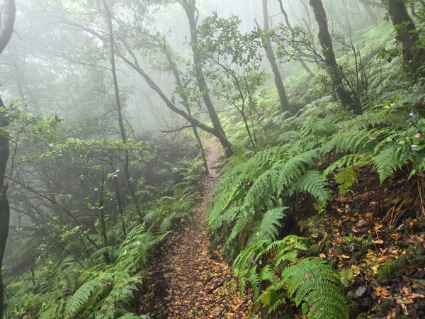 Sendero envuelto en niebla en el bosque de Anaga, con helechos verdes y suelo cubierto de hojas otoñales en un ambiente húmedo y misterioso.
