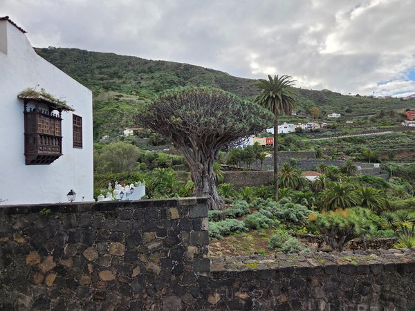 Drago Milenario de Icod de los Vinos en Tenerife, árbol emblemático rodeado de jardines y paisaje volcánico.